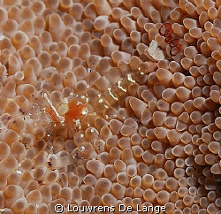 See through Popcorn/anemone shrimp-called the DM over and... by Louwrens De Lange 